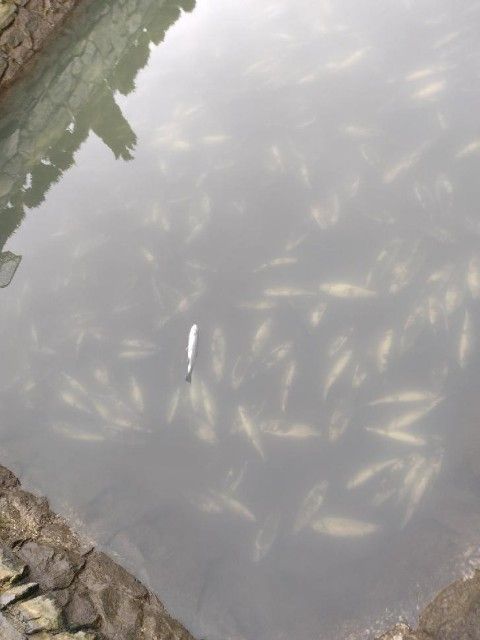 Śnięte ryby w stawie w Jerzmanowicach