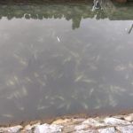 Śnięte ryby w stawie w Jerzmanowicach 1