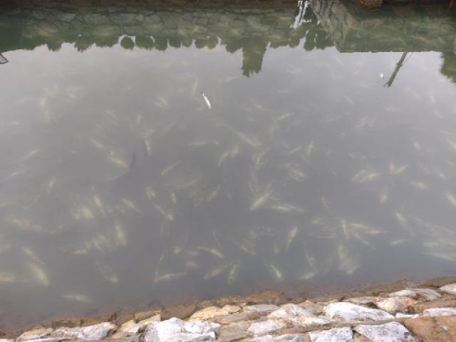 Śnięte ryby w stawie w Jerzmanowicach 1
