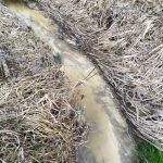 Potok z widoczną żółtą substancją przy ul.Zawiłej