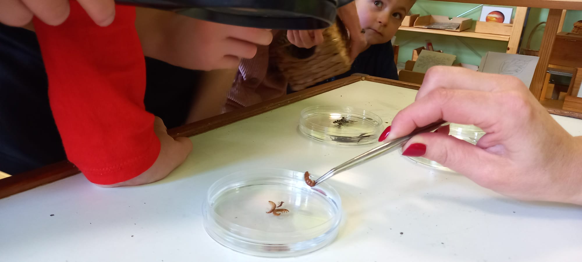 Dzieci oglądające robaki na szkiełkach laboratoryjnych