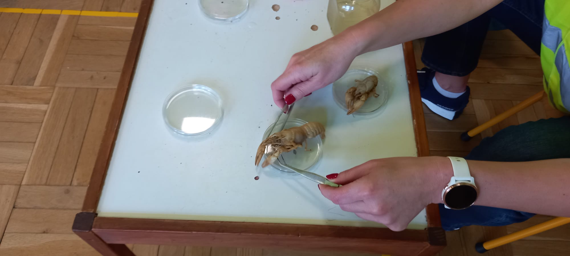 Na zdjęciu małe homary na szkiełkach laboratoryjnych