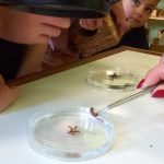 Dzieci oglądające robaki na szkiełkach laboratoryjnych